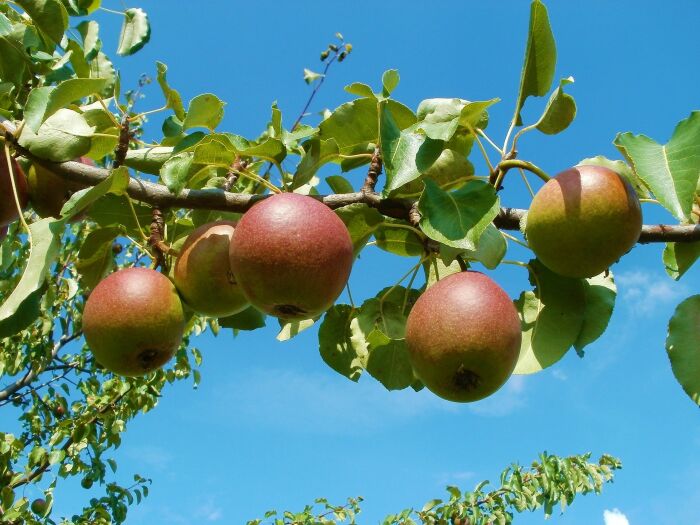 apple-837694_1920.jpg Pixabay