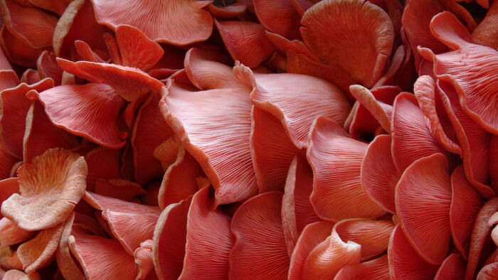 Les Champignons de Cussagny.JPG OTOA