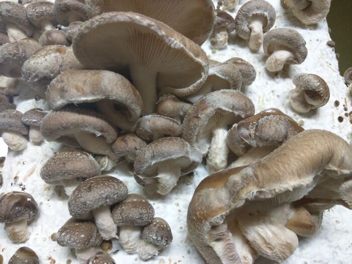 Les Champignons de Cussangy.jpg Les Champignons de Cussangy