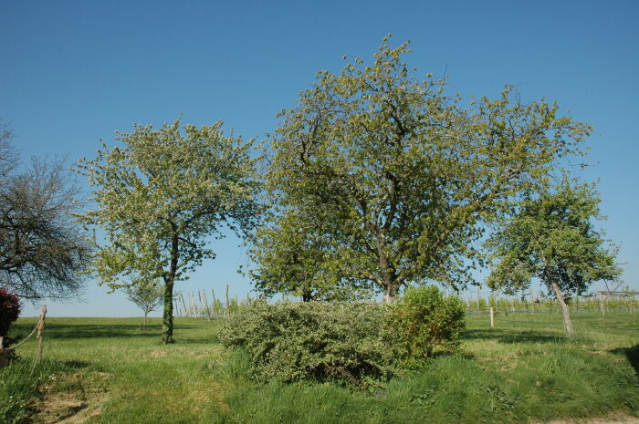 Les vergers  de Musée du cidre du Pays d'Othe ©Musée du cidre