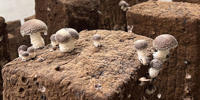 Les Champignons de Cussangy.jpg Les Champignons de Cussangy-OTOA