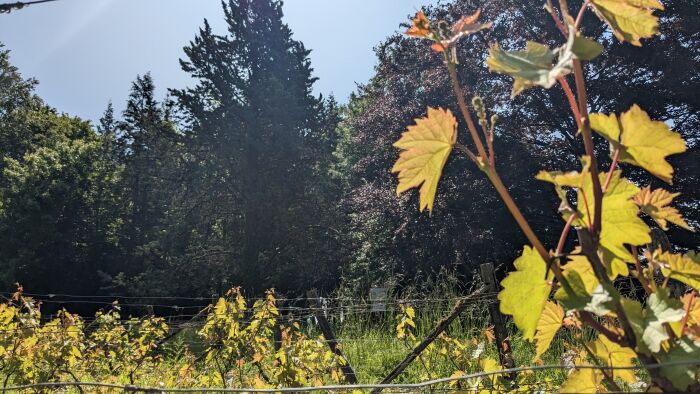 Arboretum Brienne 2023 ©A. LOISON (77).jpg OT Grands Lacs de Champagne - A. Loison