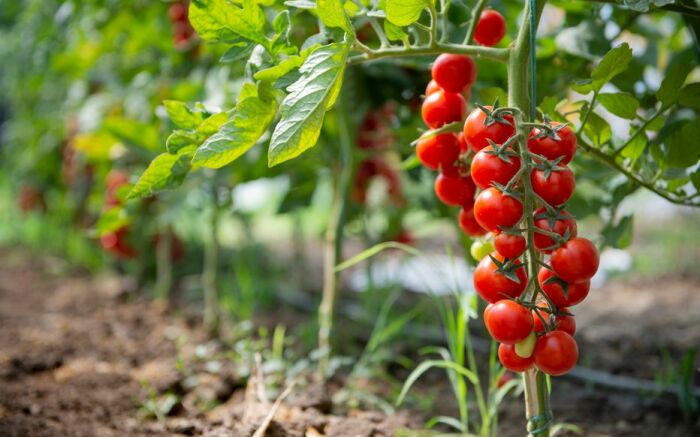 tomates.jpg ©TomatesDeCourceroy