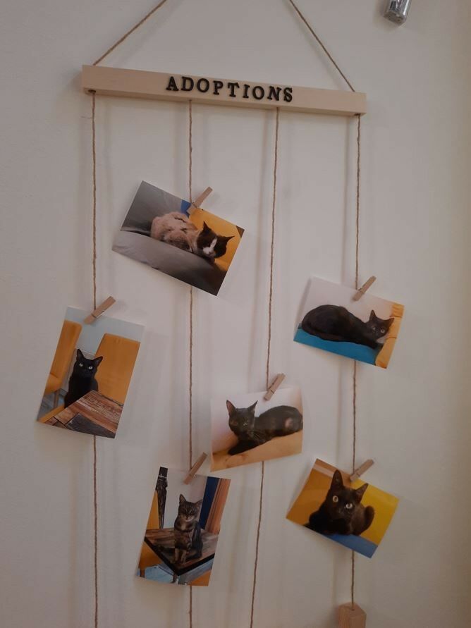Troyes Petits Chats - Adoption - ©SM-Troyes La Champagne Tourisme.JPG © SM-Troyes La Champagne Tourisme