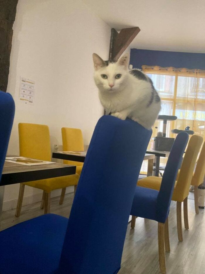Raffinée salle.jpg ©Troyes Petits Chats