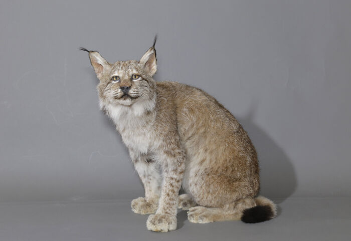 Museum - Lynx © Carole Bell - Ville de Troyes