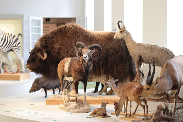 Museum - Animaux divers © Carole Bell - Ville de Troyes