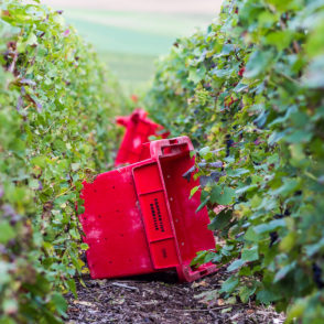 Législation – Vendanges touristiques