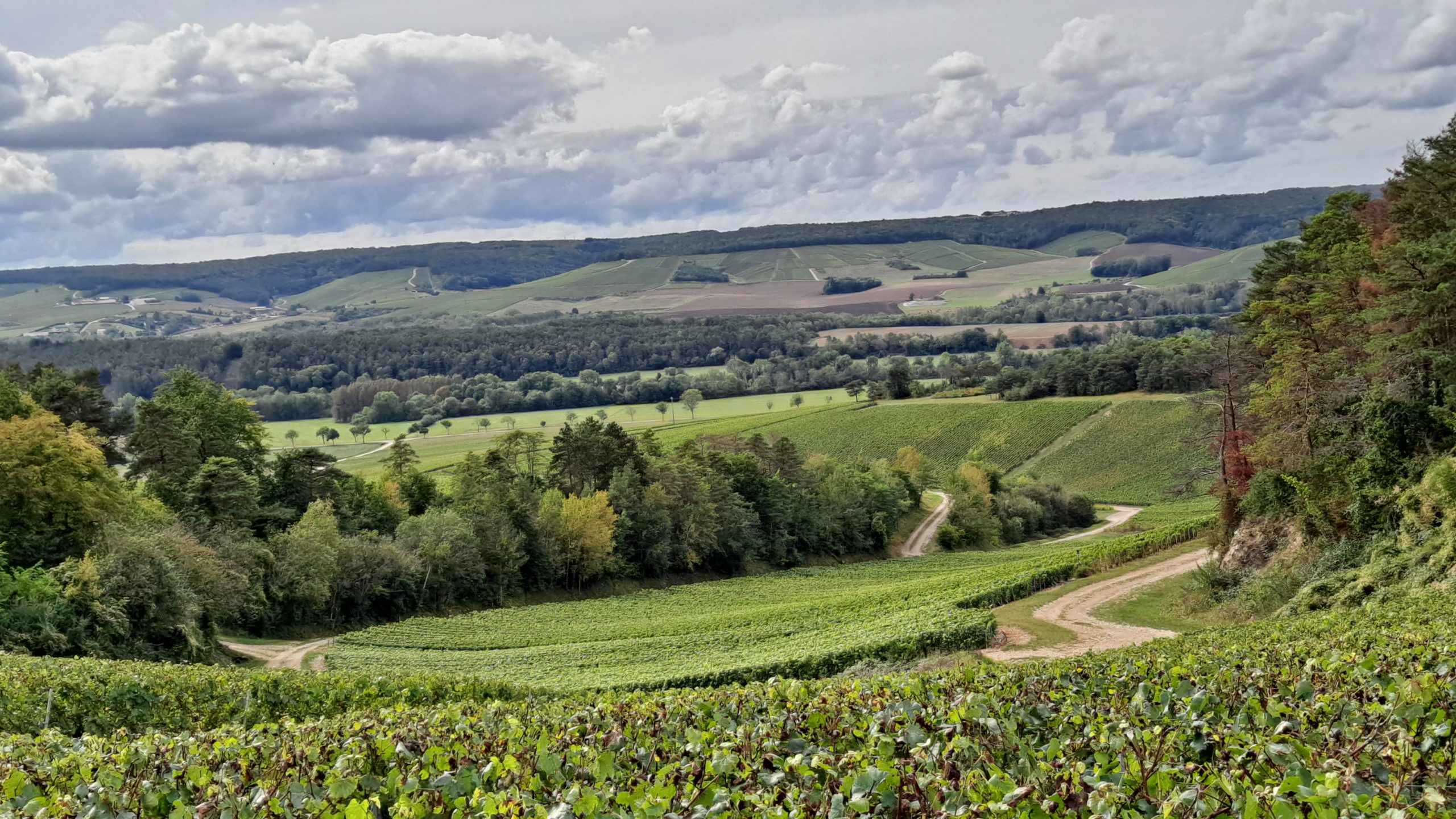 cote des bars aube champagne